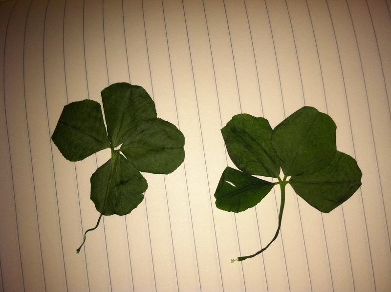 /pfpphotos/uploads/TR0129/TR0129.Gall.four leaf clovers.JPG